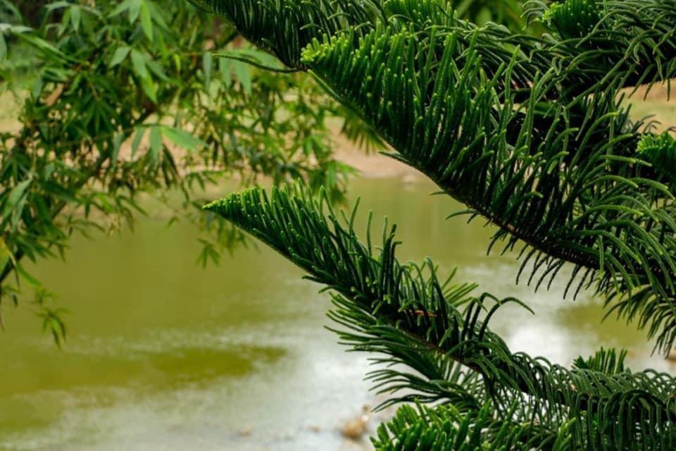 Sadhara River View Lodge 캔디 외부 사진